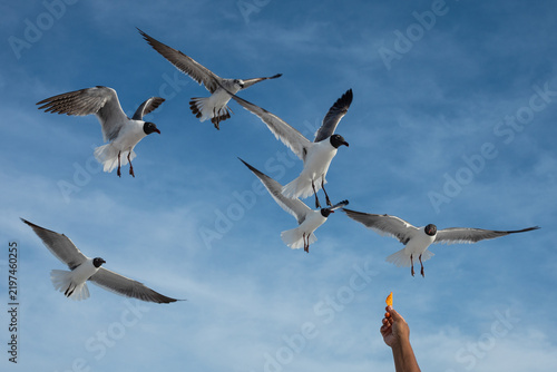 A tourist feeding a flock of Laughing Gulls mid-air with crunchy snacks against a clear blue sky. Clearwater Beach, Florida, USA.