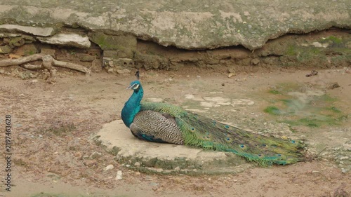 Indian Peafowl Resting on Large Rock in Natural Setting