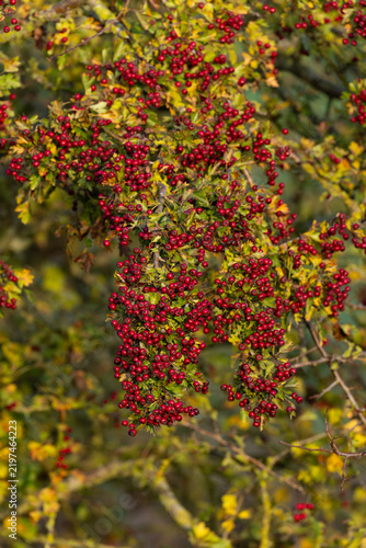Foto common hawthorn or whitethorn (crataegus monogyna) with intense red ripe berries