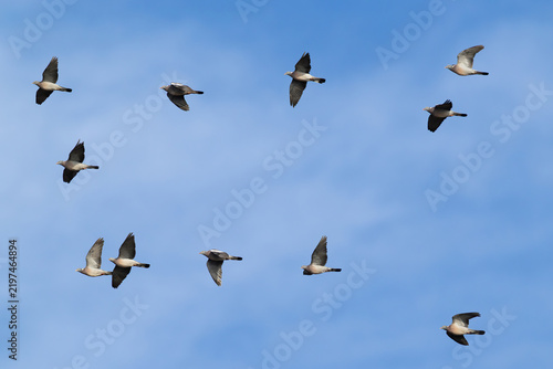 flock of common wood pigeon (Columba palumbus) in flight, found at Fehmarn at the Baltic Sea in Germany