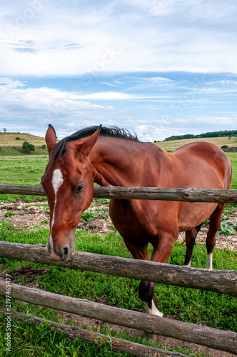 Photography A bay domestic horse near a wooden fence on Kudykina Mountain