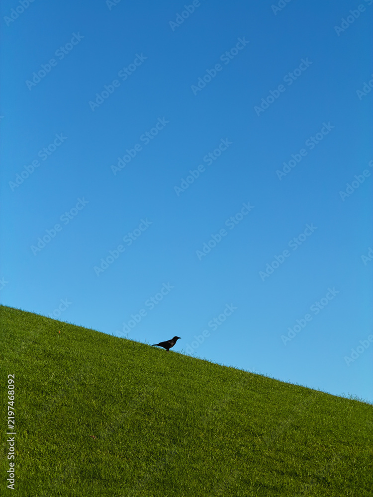 Obraz premium Low angle view of a crow sitting in the distance on a vibrant green grassy hill with clear blue sky above 