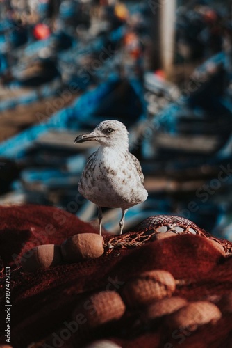Cuadro en lienzo Essaouira Morocco