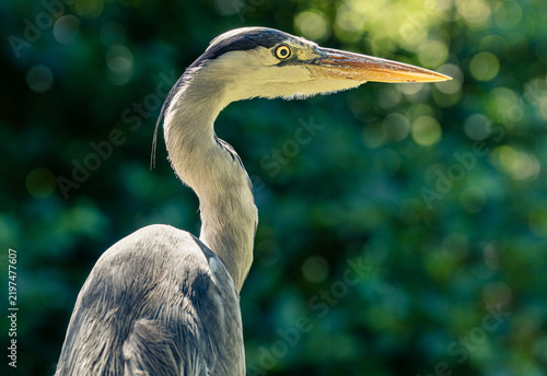 Fotografie A Grey Heron in profile in Fota Island, Cork,