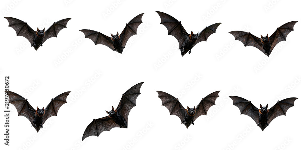 Fototapeta premium Illustration of eight spectacled flying foxes in flight on a black background