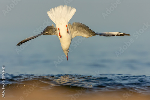 Black-headed gull (Chroicocephalus ridibundus) diving vertically headfirst into the sea water, bottom view. Seabird hunting action shot with spread tail feathers and lowered beak, low angle.