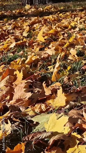 Autumn maple leaves on the ground. Park lawn completely covered with fallen bright leaves, autumn landscape, change of season in nature. Background of fallen yellow leaves. Golden autumn, nature