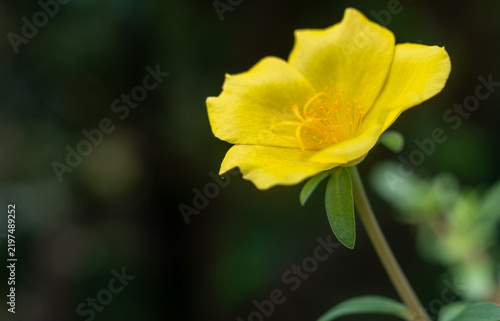 Close-up of moss rose or nine o’clock flower or yellow Portulaca grandiflora with five rounded yellow petals and orange stamens, flower blooming in the garden on a sunny day.
