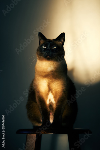 Mekong Bobtail cat sitting on stool in dramatic warm sunlight, dark background