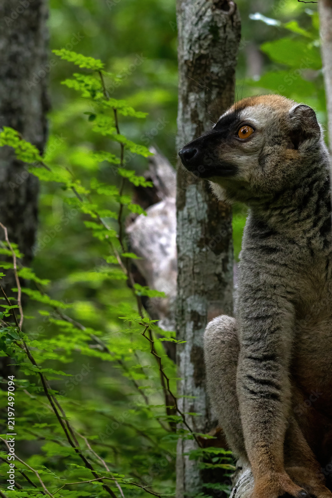 Fototapeta premium Profile Portrait of a Red-Fronted Brown Lemur in the Forest Canopy at Kirindy Madagascar