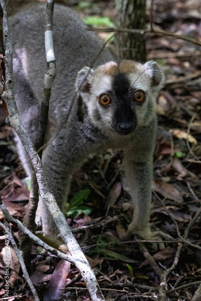 Obraz premium Red-Fronted Brown Lemur on the Forest Floor Looking at the Camera Kirindy Madagascar