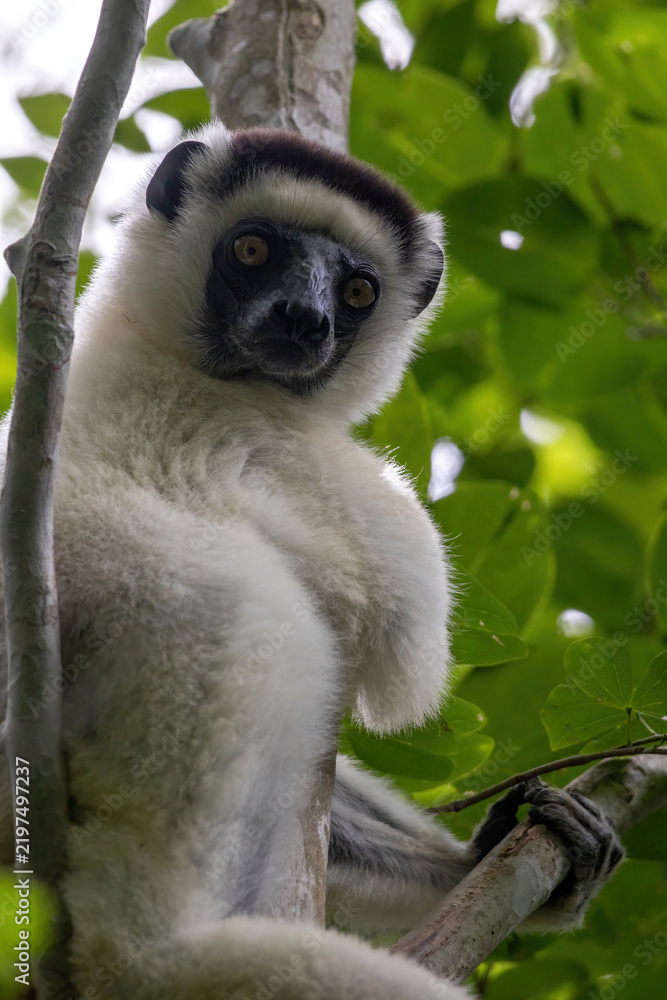 Obraz premium Verreaux's Sifaka Sitting in a Tree and Meeting the Camera's Gaze Kirindy Madagascar