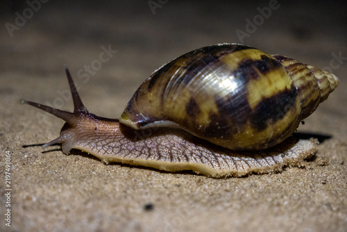 Bild auf Leinwand Giant African Land Snail in Kirindy Forest at Night