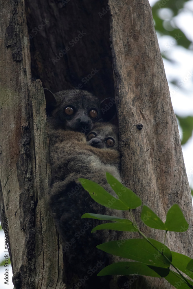 Obraz premium Mother and Baby Red-Tailed Sportive Lemurs in Tree Hollow Kirindy Forest