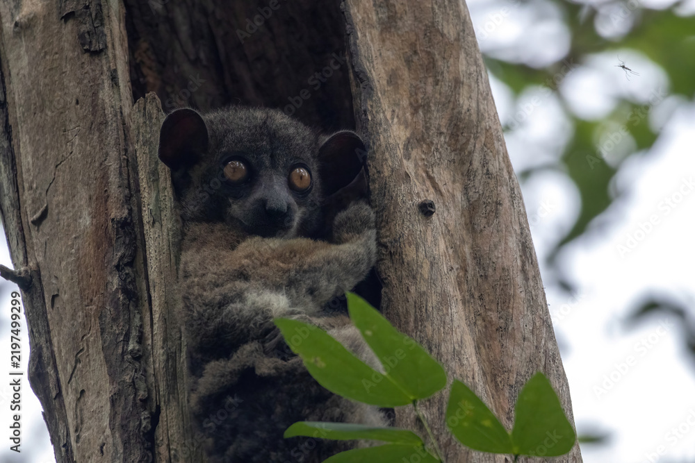 Obraz premium Red-Tailed Sportive Lemur Peering from Tree Hollow in Kirindy Forest