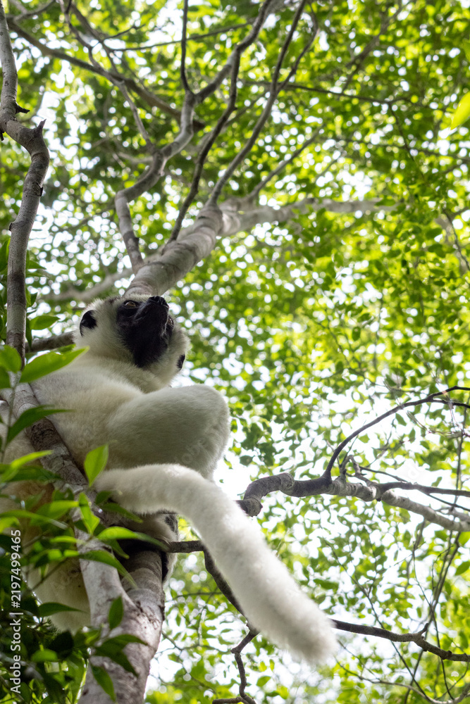 Fototapeta premium Verreaux's Sifaka High in Forest Canopy at Kirindy Reserve Madagascar