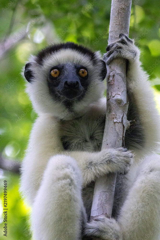 Obraz premium Verreaux's Sifaka Clinging to Tree in Kirindy Forest Madagascar