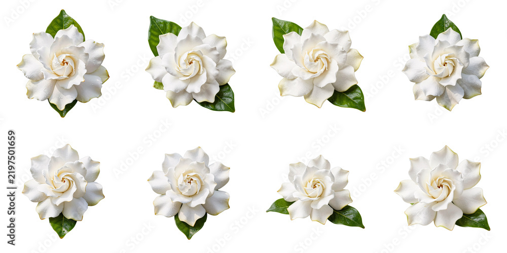 Obraz premium Arrangement of gardenia flowers with water droplets against a black background