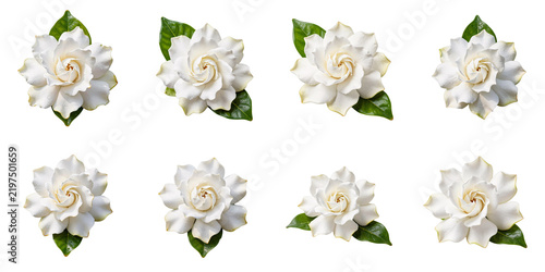 Arrangement of gardenia flowers with water droplets against a black background