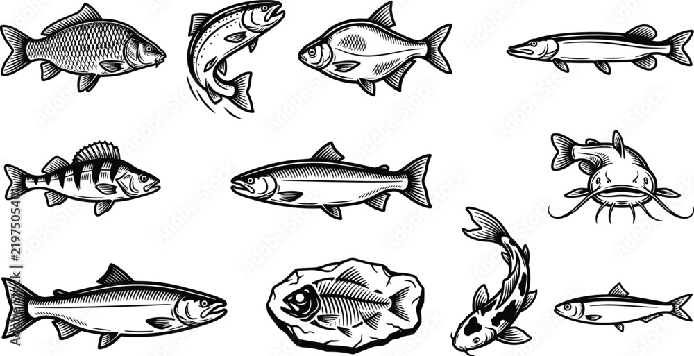 Obraz premium Vintage Freshwater Fish Vector Engraving Illustration Set with Salmon Carp Catfish Trout and Canned Sardine Designs for Retro Outdoor Fishing Graphics