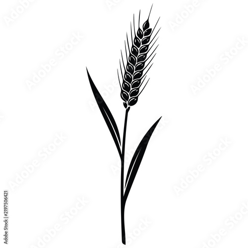 Wheat stalk vector silhouette illustration, rye grain, barley oat, cereal plant symbol icon.