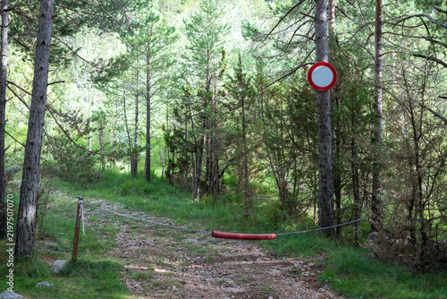 No entry traffic sign attached to a pine tree in a dense forest setting