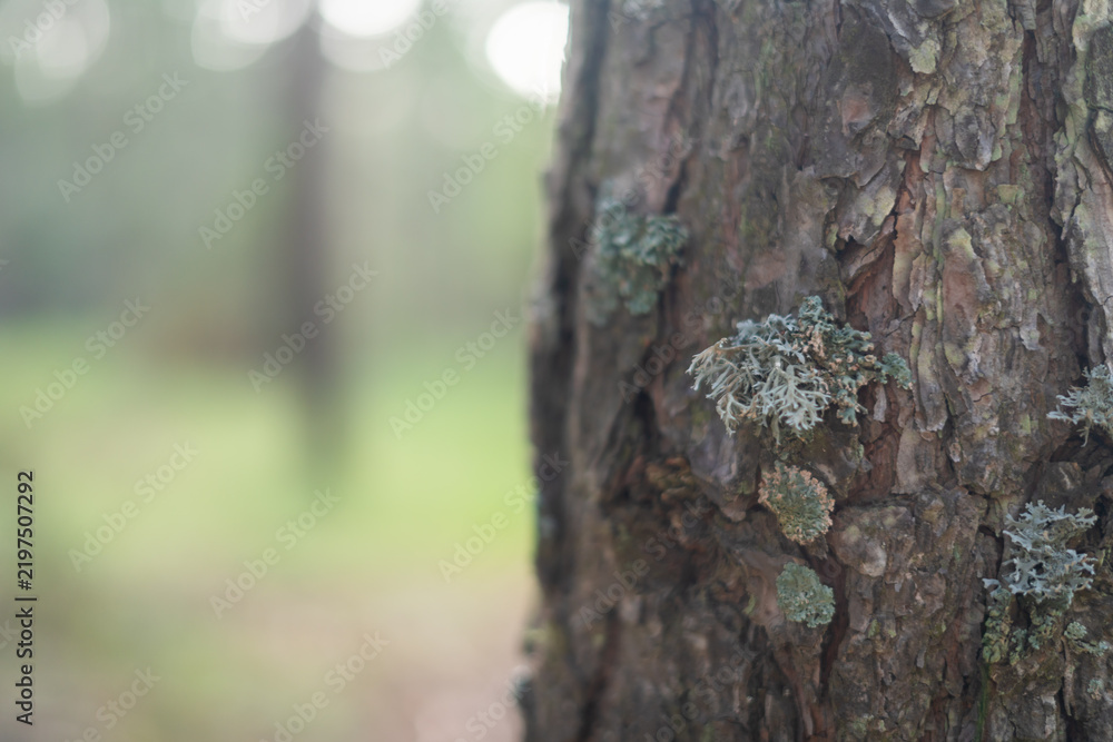Obraz premium Close up of lichen growing on a pine tree bark in a forest with copy space