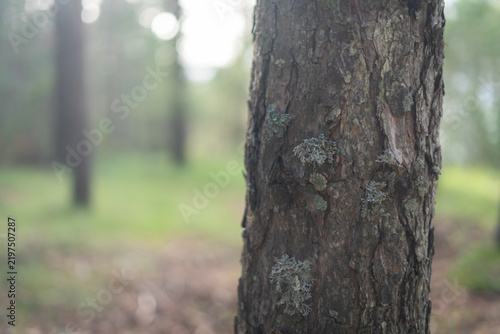 Close up of a pine tree trunk in a blurred forest with natural soft light