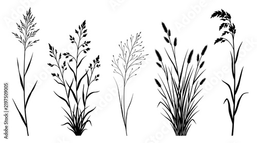 Set of diverse prairie grass vector silhouettes