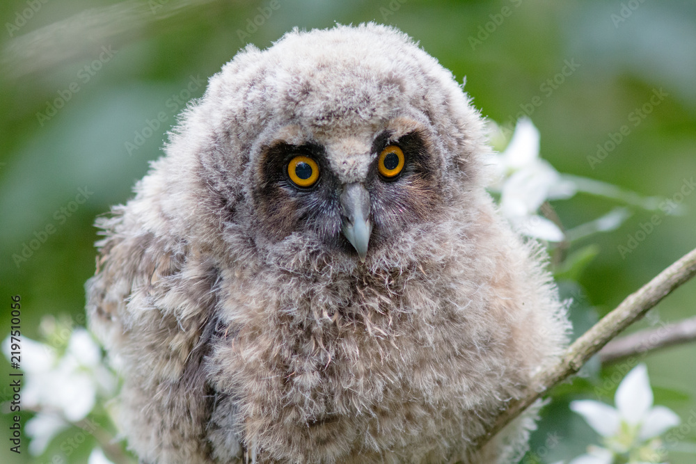 Obraz premium great grey owl