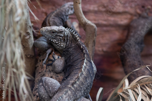 Konstfotografi Cuban rock iguana resting on branch in terrarium