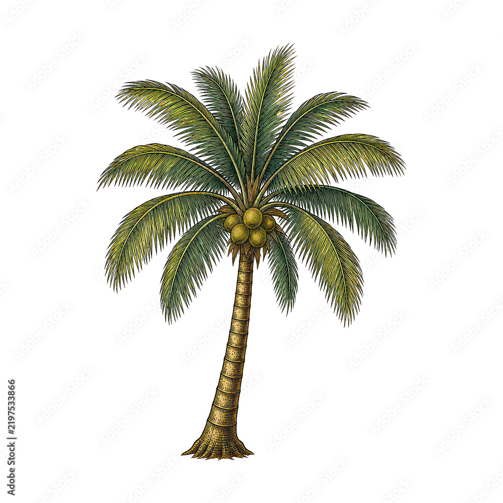 Obraz premium Tropical coconut palm tree png with transparent background, detailed vintage illustration
