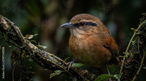 A close up portrait of a brown wren perched on a mossy branch in the forest.