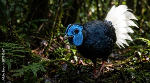 Bulwers Pheasant standing in the dense rainforest of Borneo.