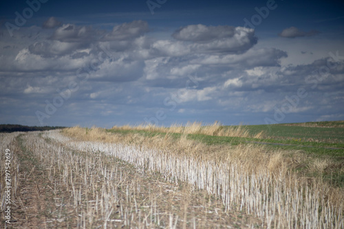 harvested stubble field with clouds and sky in bckground