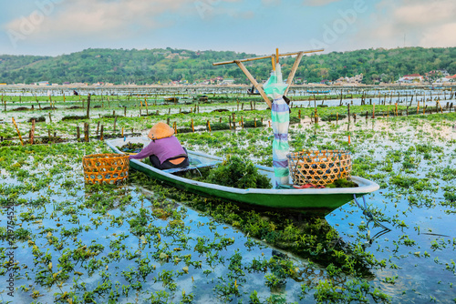 Woman collecting seaweed on boat at Nusa penida island in Bali, Indonesia