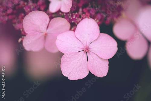 Selective focus on single Hydrangea flower in vintage style with blurred background