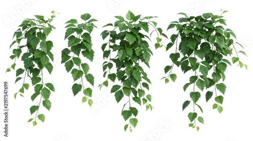 Four hanging grape ivy plant branches with green leaves isolated on a transparent background