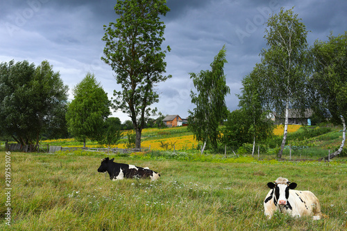 Sunny summer day in Ukrainian village. Two cows lie on pasture in lush green grass. Stormy, saturated dark sky. Ukraine, Europe.
