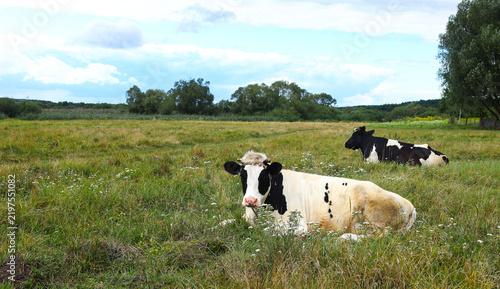 Sunny summer day in Ukrainian village. Two cows lie on pasture in lush green grass. Stormy, saturated dark sky. Ukraine, Europe.