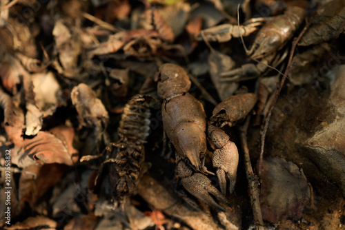 Canvastavla High mortality of the noble crayfish due to prolonged drought induced by the cli