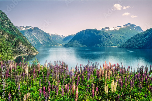 Lupine (Lupinus polyphyllus) growing along the roadside by Nordalsfjorden, Sunnmøre, Norway