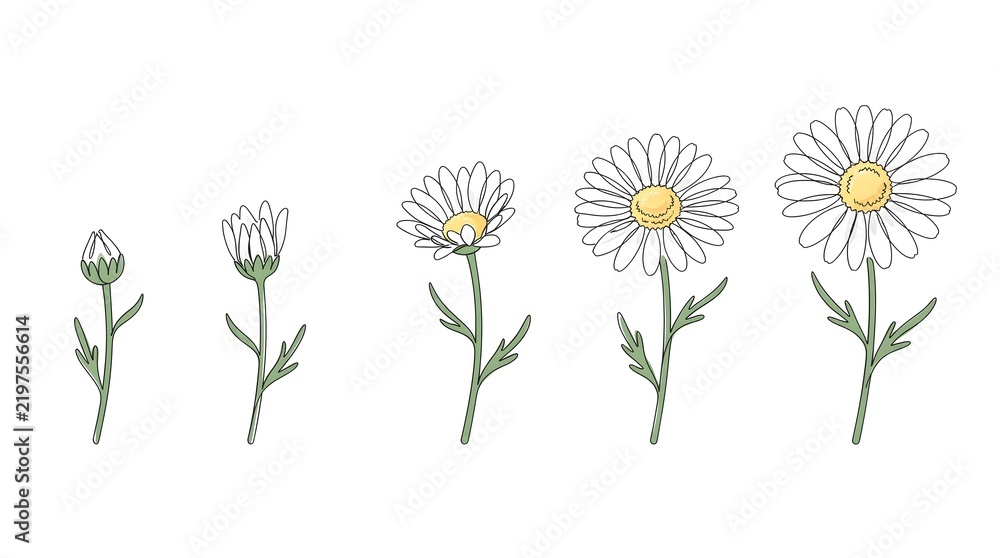 Obraz premium Chamomile Daisy Flower Growth Sequence Black and White Line Art Vector Drawing