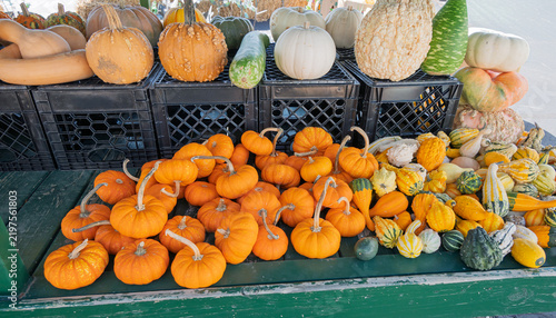 Vibrant array of pumpkins and gourds