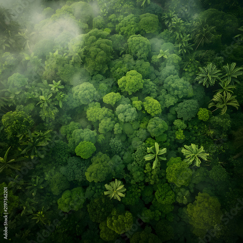 Top Down Aerial View of Dense Green Rainforest Tree Canopy with Misty Fog
