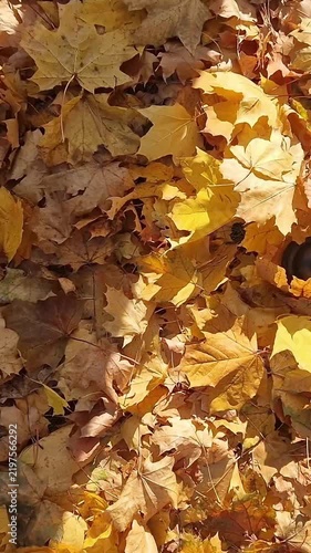 Female legs walk on the grass strewn with autumn bright leaves. First-person view of the hooves walking on the ground with fallen leaves. Active lifestyle, autumn walk, comfortable shoes, maple leaves