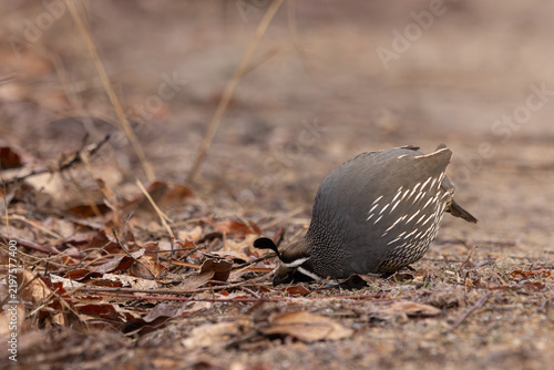 A male California Quail bends his head low to pick food from among the winter leaf litter on a cold winter day at the Hyatt Hidden Lakes Reserve in Boise Idaho USA.