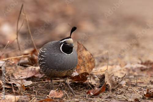 A male California Quail sends bits of dirt and leaves flying into the air as he scratches in the leaf litter looking for insects and seeds on a cold winter day at a nature Reserve in Boise Idaho USA.