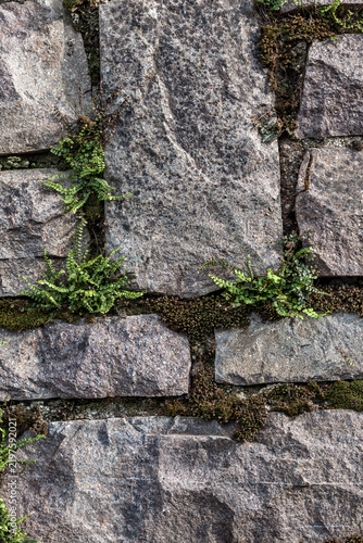Nature reclamation and urban decay green ferns and moss growing between weathered stone wall blocks in a garden or historic architectural structure