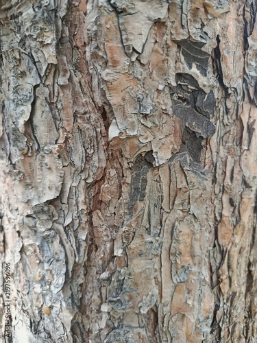 Tree bark texture